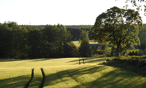 En sädesåker