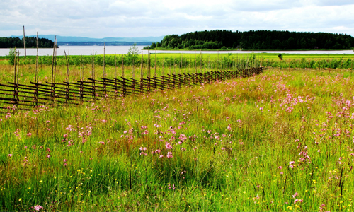 Fält med blommor