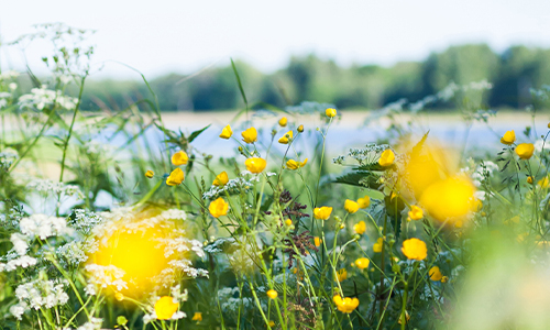 Ett fält fyllt av blommor